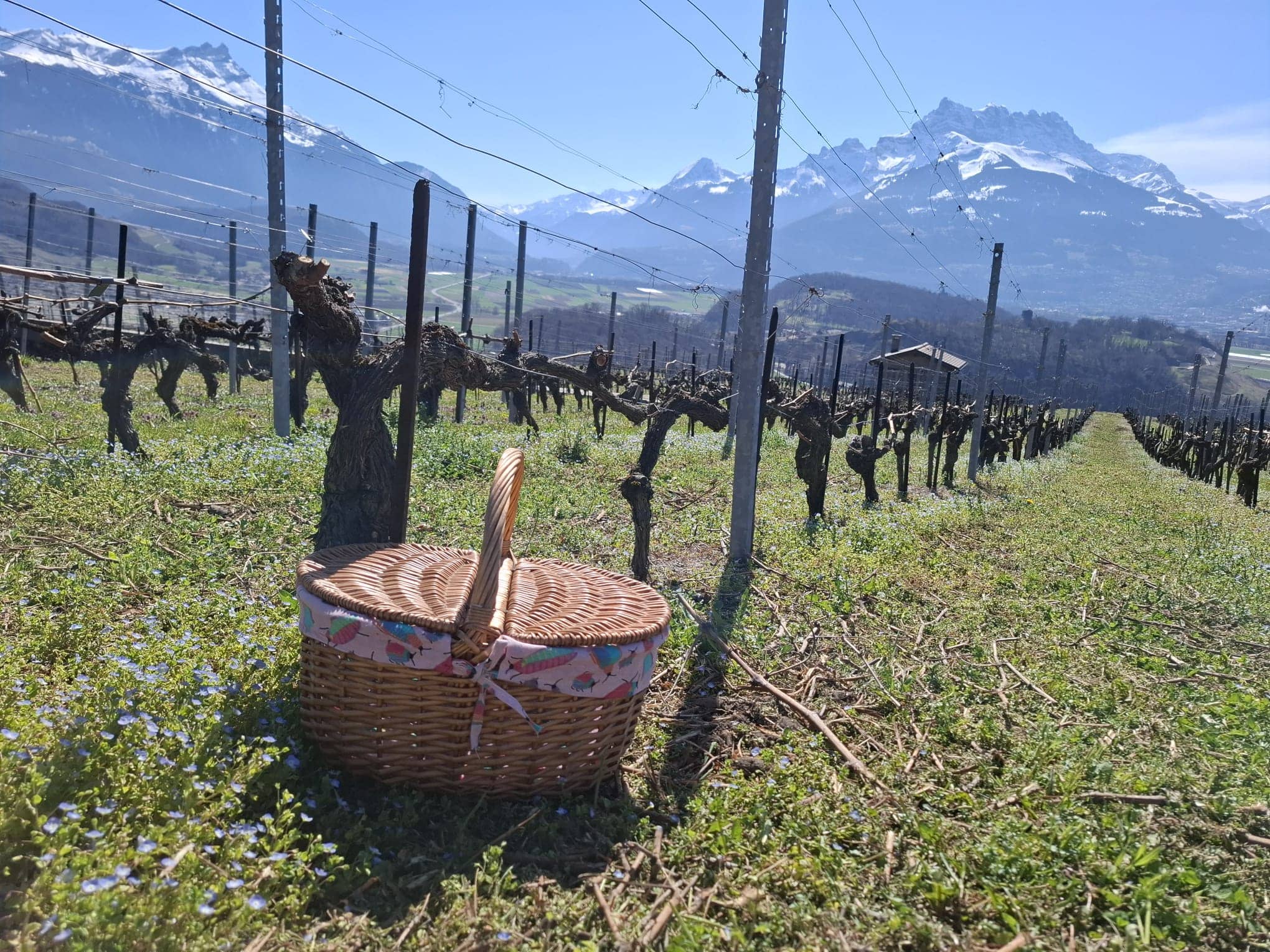 panier-vigneron-ollon panier-vigneron-ollon